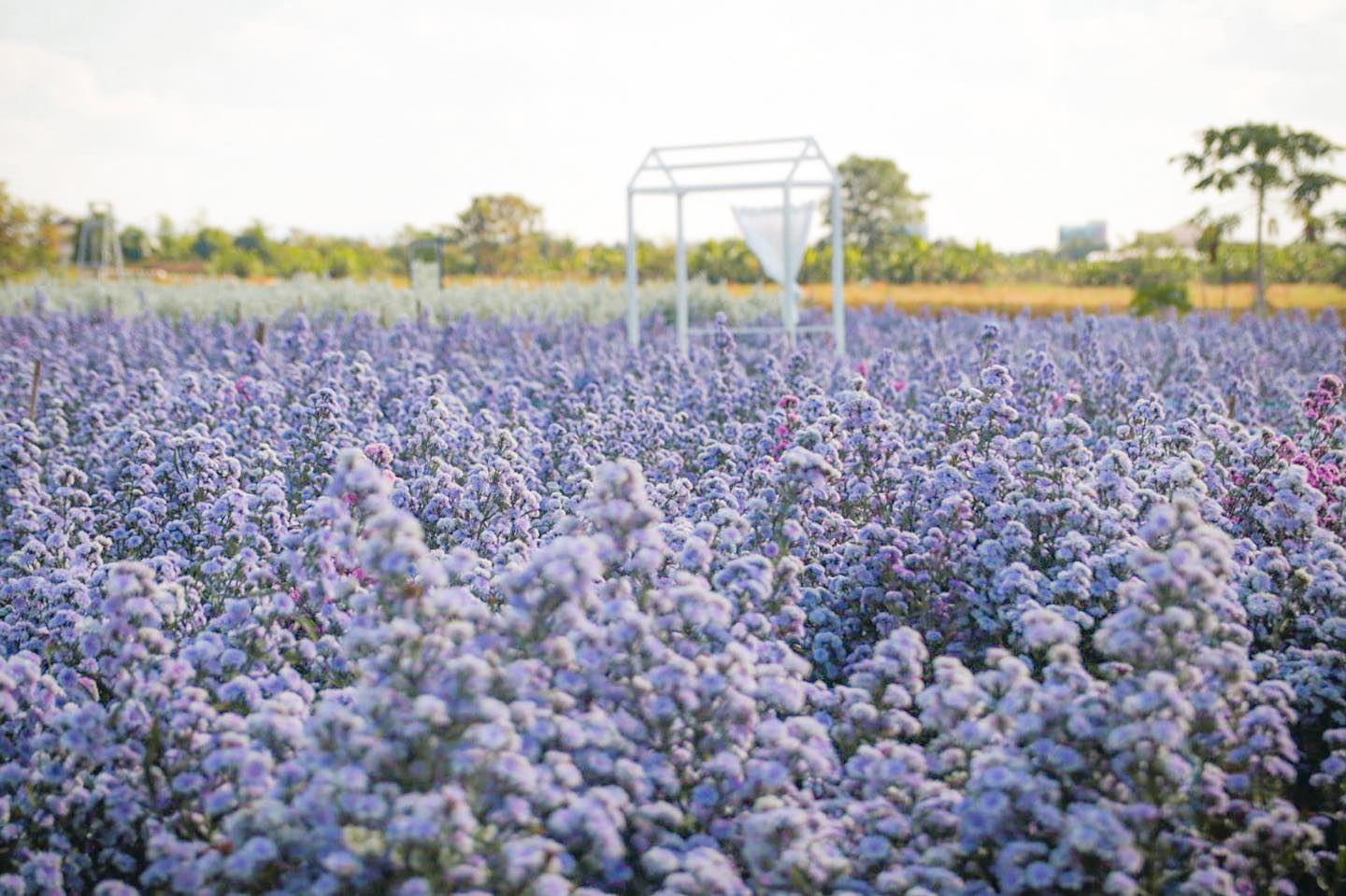 Winter Beautiful Blooming in Chiang Mai with all list of